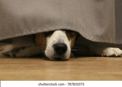 Dog Under The Bed