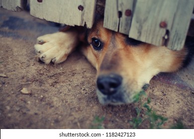 Guard Dog And Wood Fence Imagenes Fotos De Stock Y Vectores Shutterstock