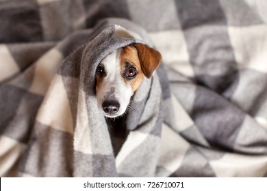 Dog Under A Plaid. Pet Warms Under A Blanket In Cold Autumn Weather