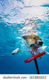 Dog underwater diving and fetching it’s toy.