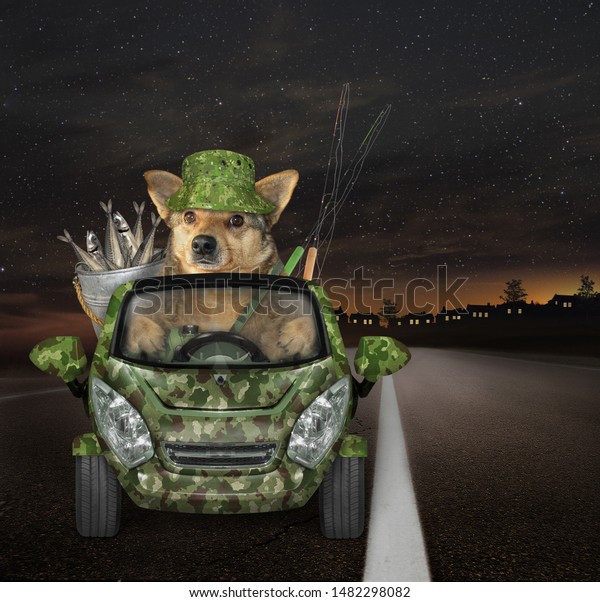 The dog in the\
uniform returns home from fishing in a car at night. There are some\
fish in this automobile.
