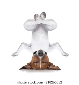 Dog Upside Down Relaxing With Closed Eyes Doing Yoga And Balancing, Isolated On White Background