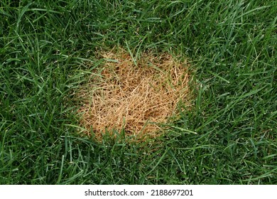 Dog Urine Burn Spot On Lawn Stock Photo 2188697201 | Shutterstock