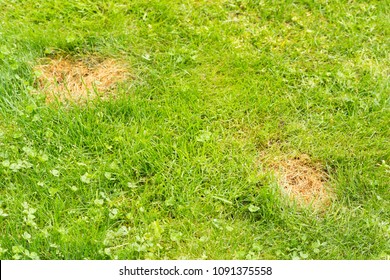 Dog Urine Creates Patches On Grass