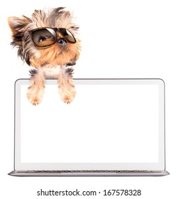 Dog Using Computer Laptop Empty Screen Stock Photo 167578328 | Shutterstock