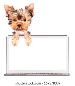 Dog Using Computer Laptop Empty Screen Stock Photo 167578337 | Shutterstock