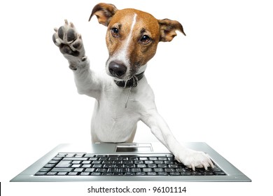 dog using the keyboard on computer and high five