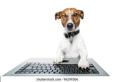 Dog  Using A Laptop