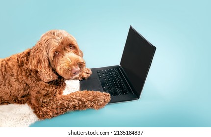 Dog Using Laptop Computer On Colored Background. Fluffy Brown Or Orange Female Labradoodle Dog Is Looking Up At The Camera With Paws On Notebook. Animals And Pets Using Technology. Selective Focus. 