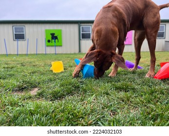 Dog using paw to turn over cone during memory scent work game - Shutterstock ID 2224032103