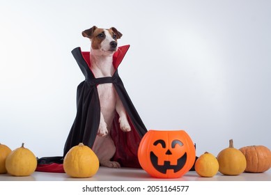 Dog In A Vampire Cloak And Jack-o-lantern On A White Background. Halloween Jack Russell Terrier In Count Dracula Costume