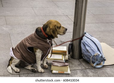 Dog In Vest, Tied On A Leash To A Lamppost Keeping Books And A Light Blue Backpack