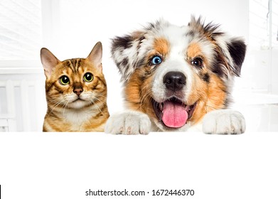 Veterinary Clinic High Res Stock Images Shutterstock