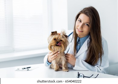 Dog In The Vet Office.