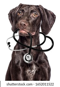 Dog Vet And Stethoscope On A White Background