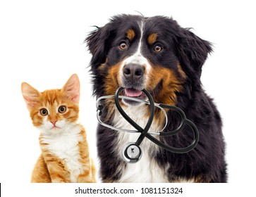 Dog Veterinarian And Cat