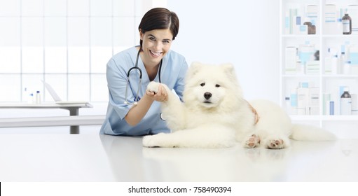 Dog Veterinary Examination Smiling Veterinarian Check The Dog's Paw On Table In Vet Clinic