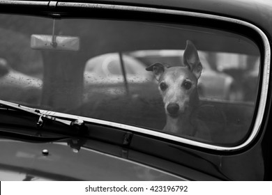 Dog In A Vintage Car