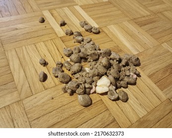 Dog Vomit On A Parquet Floor