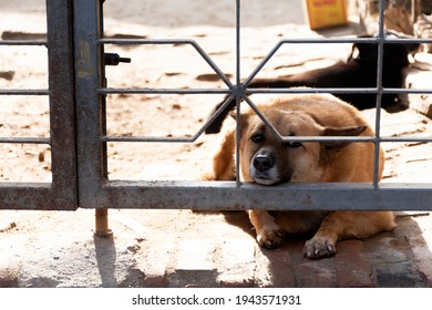 Dog Wait For Owner Inside Metal Gate 