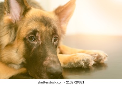 Dog Wait Owner Looking Door