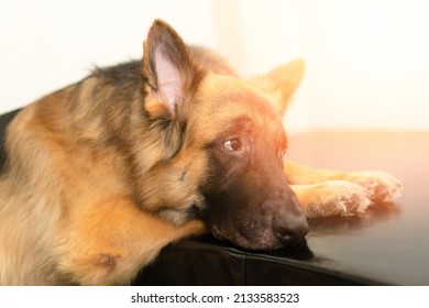 Dog Wait Owner Looking Door