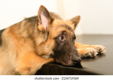 Dog Wait Owner Looking Door