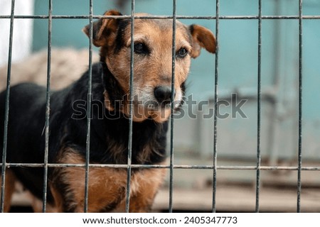 Dog waiting for adoption in animal shelter. Homeless dog in the shelter. Stray animals concept. 
