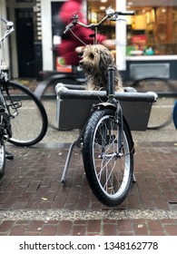 A Dog Waiting In Bicycle Crate In Fromt Of A Supermarket
