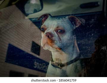 Dog Waiting At The Car Window