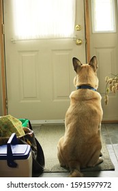 Dog Waiting At Door Waiting For Master To Come Home