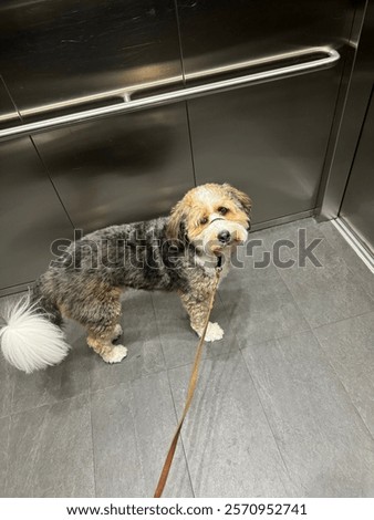 Dog waiting in elevator leash