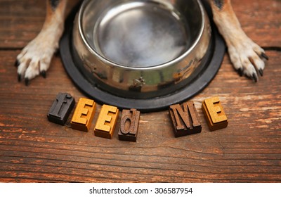 A Dog Waiting In Front Of A Silver Metal Bowl For Some Food To Be Put In It For Dinner Time On A Stained Wooden Patio Or Deck 