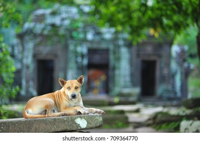 Dog Waiting In Front Of Wat Po Temple, A Tourist Attraction In Laos.