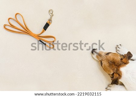 Dog waiting to go for walk lying on floor and looking at pet leash