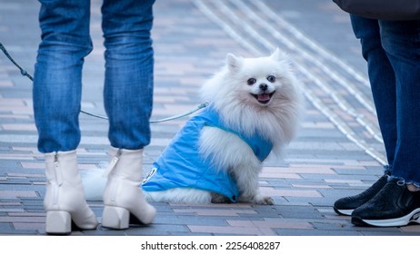 dog are waiting owner Finnish small talk - Shutterstock ID 2256408287