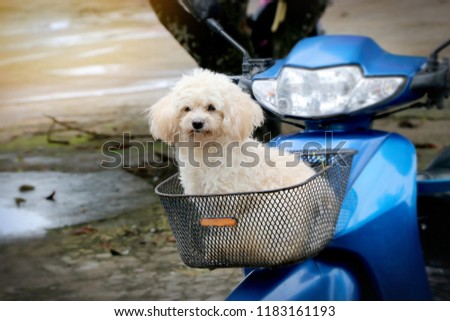 Dog waiting for the owner in a motorcycle basket.