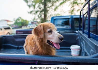 A Dog Waiting For The Owner On The Back Of A Pick Up Truck