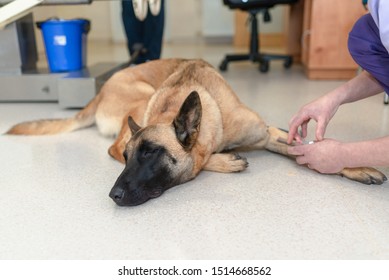 The dog waiting to receive a surgery at the animal clinic. (Medicine, canine, operation, health concept).a veterinarian will administer a catheter.