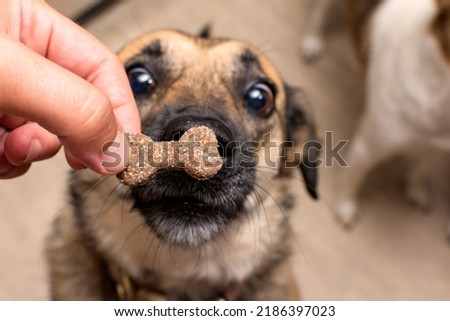the dog is waiting for a tasty treat. treat for a dog in the form of a bone in a human hand. dog training. High quality photo