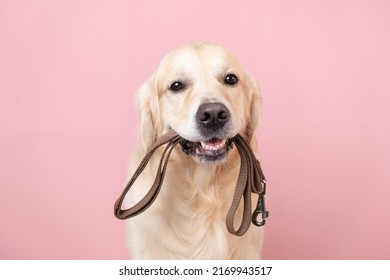 A Dog Waiting For A Walk. Golden Retriever Sitting On A Pink Background With A Leash In His Teeth