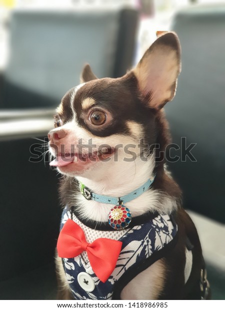 Dog Waiting Yearly Va Ccination Veterinary Stock Photo Edit Now