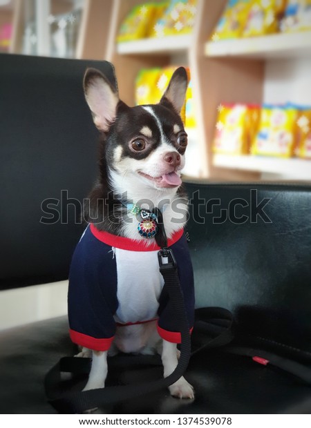 Dog Waiting Yearly Vaccination Veterinary Hospital Stock Photo