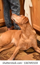 Dog Waits For Kitchen Scraps