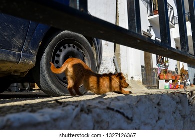 A Dog Waking Up And Stretching In The Morning