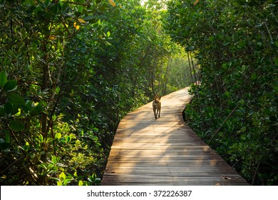 Dog Walk In The Forest With Sunlight.