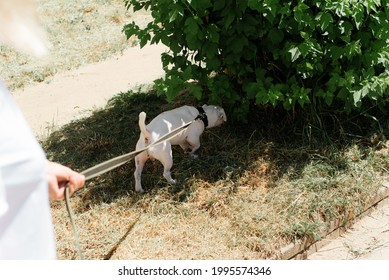 Dog For A Walk. Jack Russell Terrier Sniffing Bushes Outdoors. Owner Holding Her Pet On A Leash, Cropped Image. Selective Focus On The Dog.