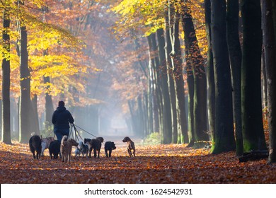 Dog Walk Service With Many Dogs On Leash In Fall Forest Near Utrecht In Holland On Sunny Autumnal Morning