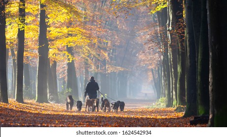 Dog Walk Service With Many Dogs On Leash In Fall Forest Near Utrecht In Holland On Sunny Autumnal Morning