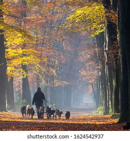 Dog Walk Service With Many Dogs On Leash In Fall Forest Near Utrecht In Holland On Sunny Autumnal Morning